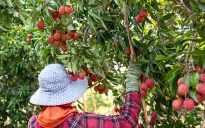 Ingin Kerja Sebagai Pemetik Buah di Selandia Baru, Bagaimana Cara dan Berapa Biayanya?