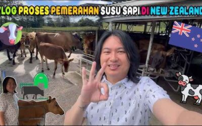 Susu Sapi Organik di Magnolia Dairy Farm Selandia Baru