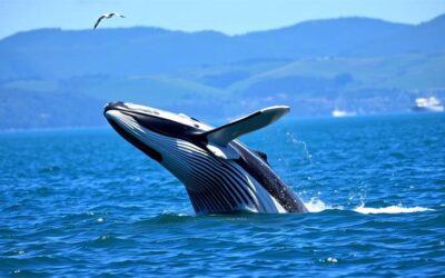 Panduan Lengkap Tempat Wisata Terbaik di Auckland Selandia Baru