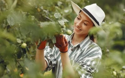 Peluang Kerja di Perkebunan New Zealand Untuk WNI
