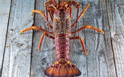 Kuliner New Zealand Crayfish Lobster, Sajian Laut Premium yang Mendunia