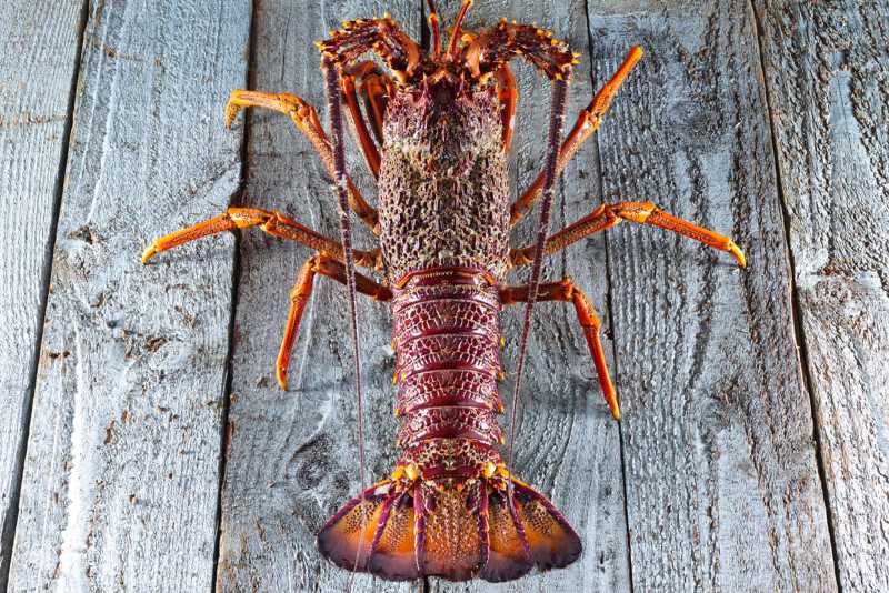 Kuliner New Zealand Crayfish Lobster, Sajian Laut Premium yang Mendunia