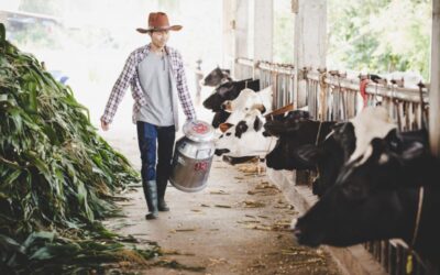 Peluang Emas Bekerja Sebagai Dairy Farmer Kini Terbuka Lebar! Aturan Baru Visa Kerja NZ 2026