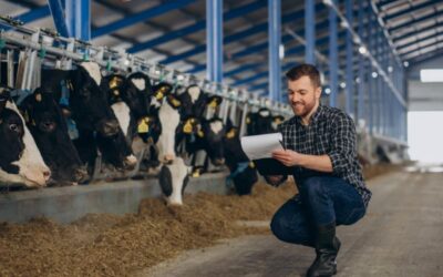 Apa Itu Herd Manager? Peluang Kerja Karier di Peternakan New Zealand dengan Gaji Puluhan Juta!