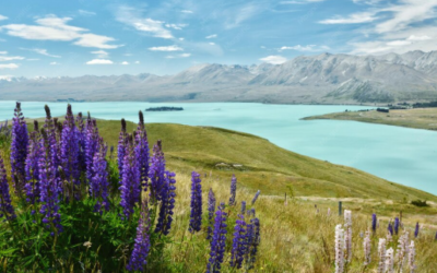 Lake Tekapo Fenomena Alam Unik Danau Biru Selandia Baru