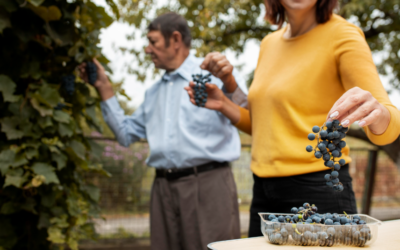 Temukan Keajaiban Tersembunyi Saat Menjalani Central Otago Wine Tour
