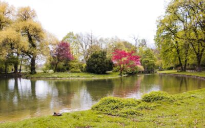 Hagley Park: Keajaiban Flora Unik Selandia Baru Bikin Wisatawan Kagum
